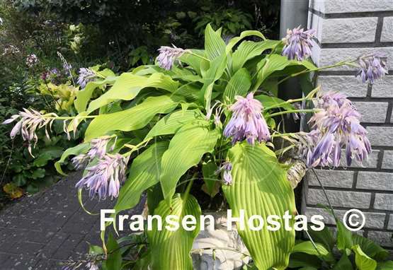 Hosta Glacier Cascade